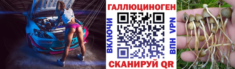 закладки  Камешково  Псилоцибиновые грибы Psilocybine cubensis 